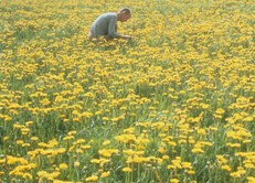 La récolte du pollen, un rite support à la méditation.